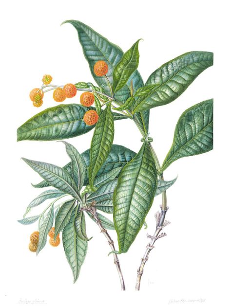 Libro PLANTAS Y ARBOLES DE LOS BOSQUES DE CHILE-1