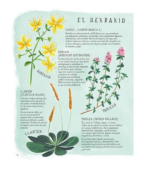Libro Diy - Belleza Organica-3