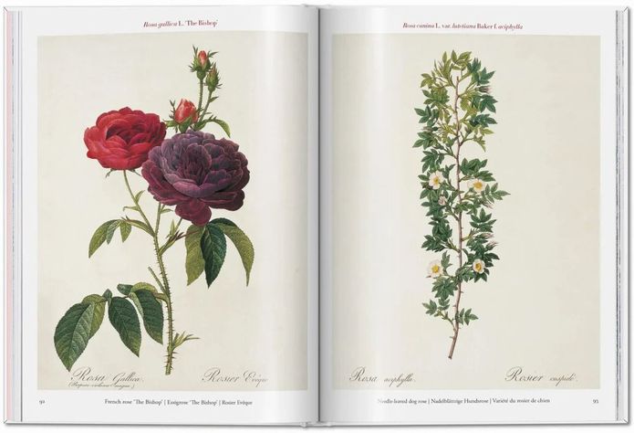 Libro Roses · Redouté · Pocket Book-3