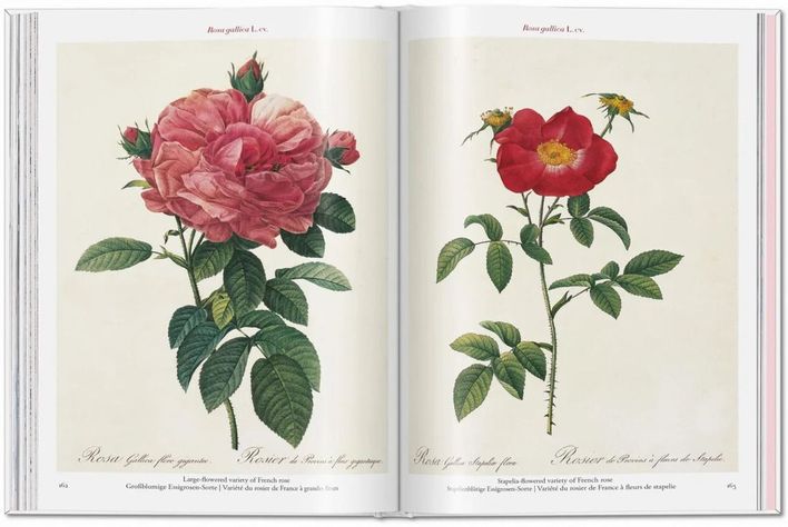 Libro Roses · Redouté · Pocket Book-4