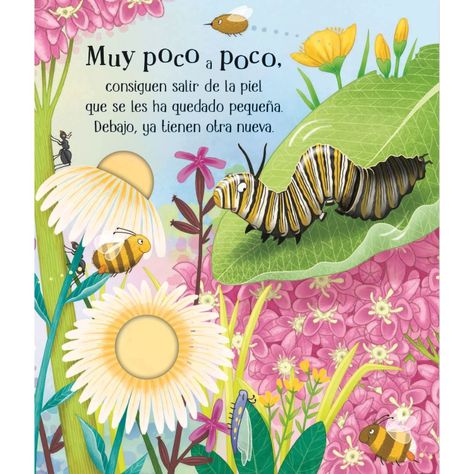 Libro CICLOS DE LA VIDA - UNA MARIPOSA-4