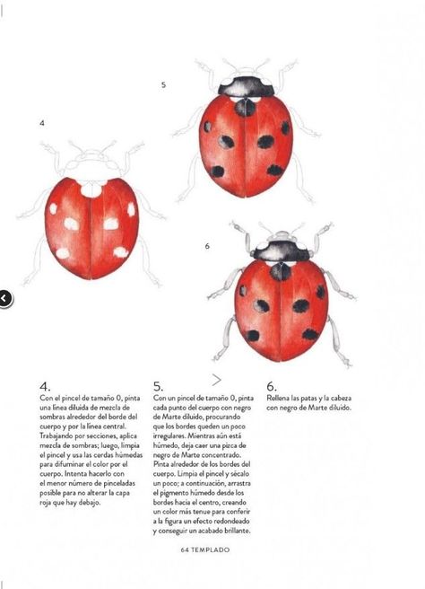 Libro AVES, ABEJAS Y FLORES: Guia para pintar con acuarela-1