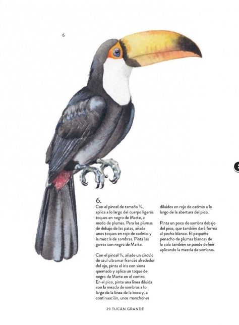 Libro AVES, ABEJAS Y FLORES: Guia para pintar con acuarela-2