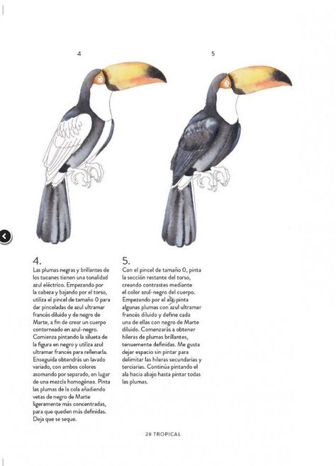 Libro AVES, ABEJAS Y FLORES: Guia para pintar con acuarela-3