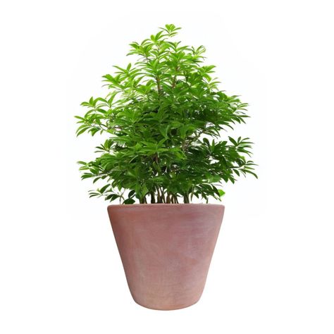 Maceta Dulce 23cm Terracota Conica Deroma-1