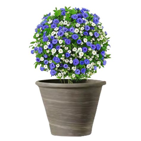 Maceta Vasum 37cm GrafitoDuo Deroma-1