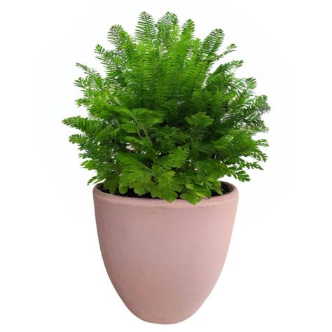 Maceta Dulce 36cm Terracota Ovalada Deroma-1