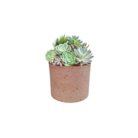Maceta Mini Luna 11cm Terracota Deroma-1
