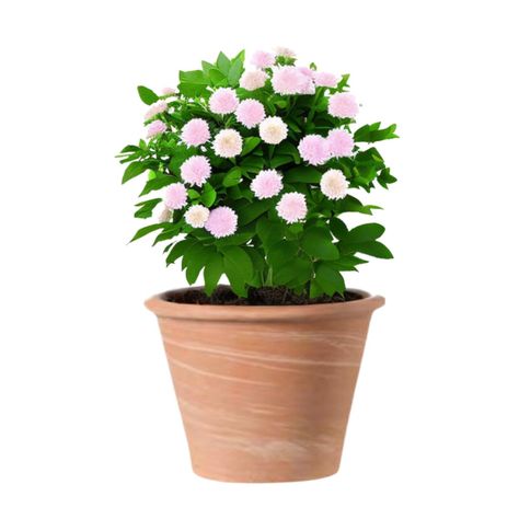 Maceta Vasum 31cm TerraDuo Deroma-1