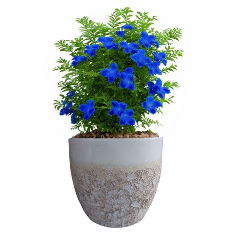 Maceta Seaside 36cm Ovalada Blanco Tropea Deroma-1