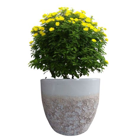 Maceta Seaside 28cm Ovalada Blanco Tropea Deroma-1