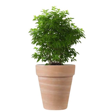 Maceta Alta 30cm TerraDuo Deroma-1
