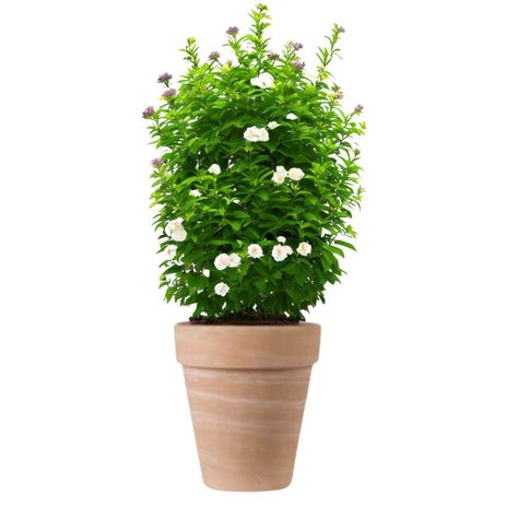 Maceta Alta 26cm TerraDuo Deroma-1