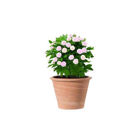 Maceta Vasum 17cm TerraDuo Deroma-1