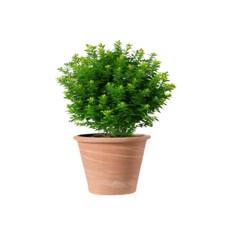 Maceta Vasum 21cm TerraDuo Deroma-1