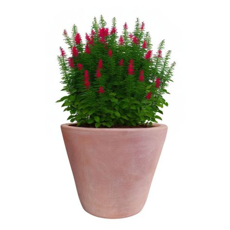 Maceta Dulce 28cm Terracota Conica Deroma-1