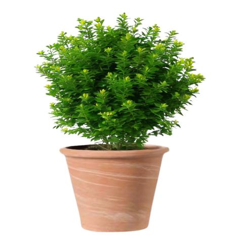 Maceta Vasum 37cm TerraDuo Deroma-1