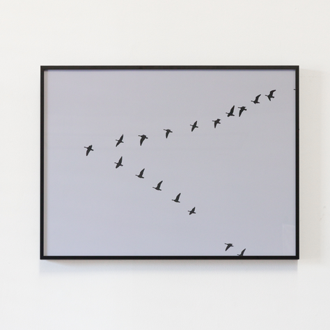 Fotografia Aves C 60 X 80-1