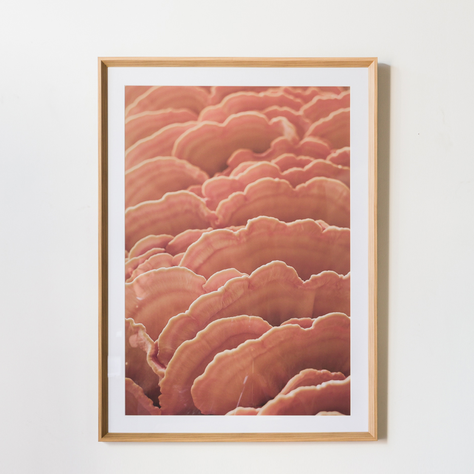 Cuadro Funghi A 80 X 110-2