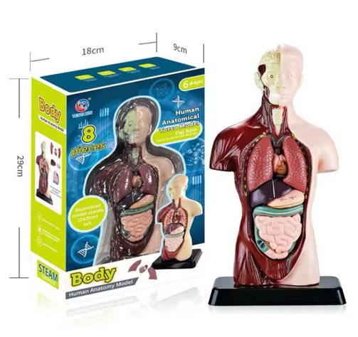 Kit Maqueta Órganos del Cuerpo Humano 3d Desmontable Educativo-0