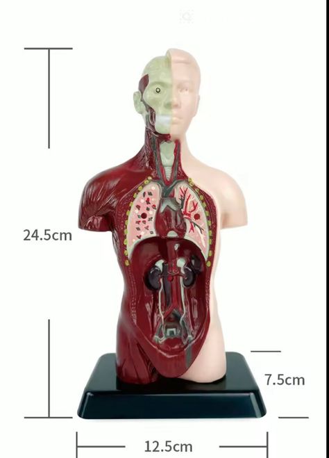Kit Maqueta Órganos del Cuerpo Humano 3d Desmontable Educativo-1