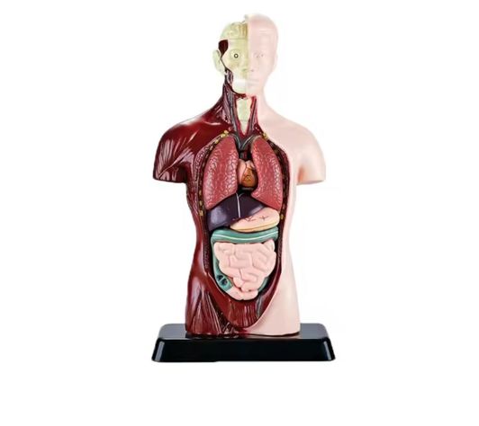 Kit Maqueta Órganos del Cuerpo Humano 3d Desmontable Educativo-2