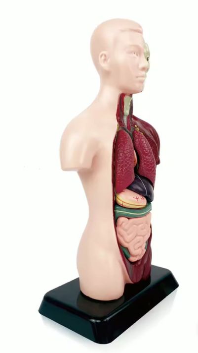 Kit Maqueta Órganos del Cuerpo Humano 3d Desmontable Educativo-3
