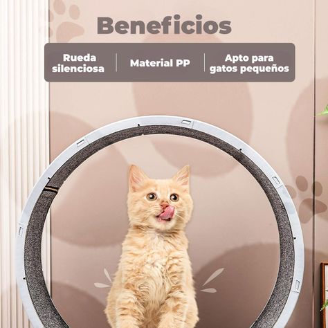 Rueda Para Gatos Segura XXL de Entrenamiento-2