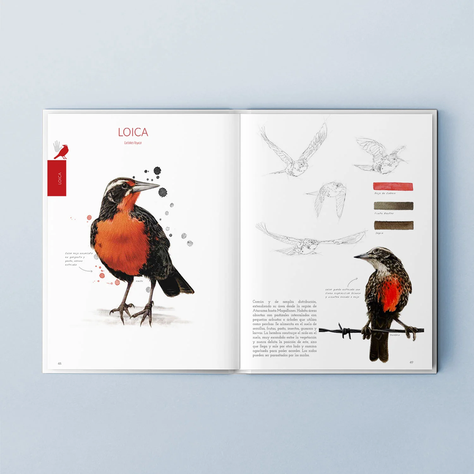 Libro Aves De Chile Colores Al Vuelo-5