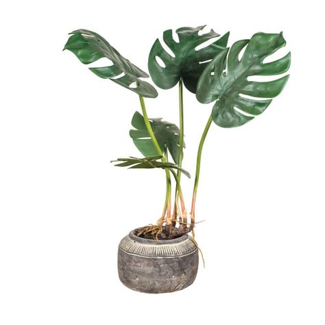 Planta monstera 51 cm en macetero de cerámica-0