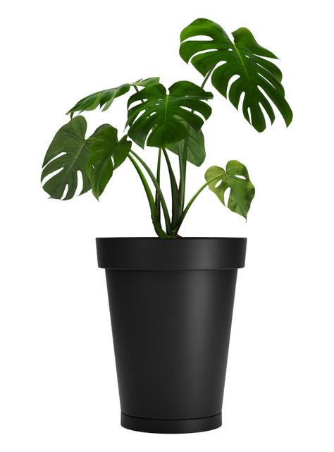Macetero De Plástico Amalfi Modelo Clásica 55x46 Cm Y 54 Litros Con Plato-0