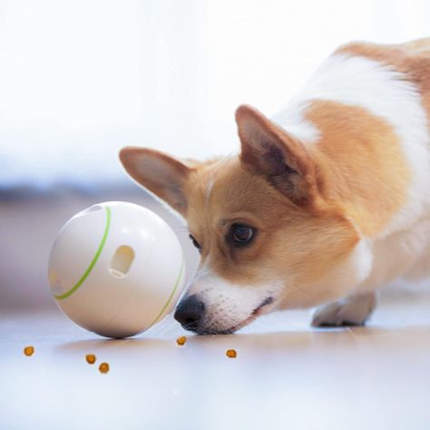 Juguete Pelota Interactiva Para Perro An349-0