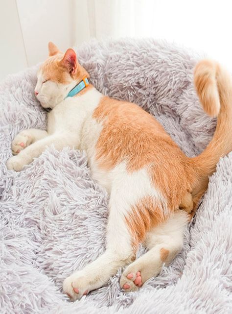 Cama para mascota perros y gatos Maite 80x67x10 cm M-6