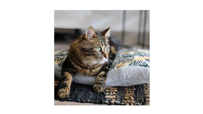 Cama Mascota Perro Gato Colchon Anti Estres 90x60cm Talla L-2