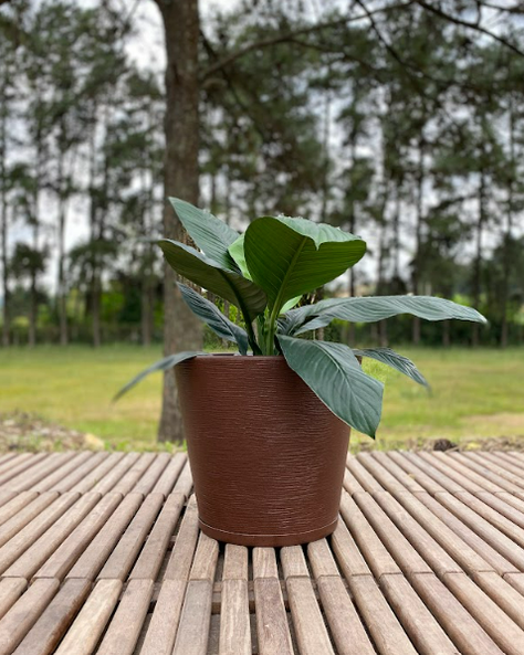 MACETERO FLORIDIS GENEBRA CAFE 35CM CON PLATO-3