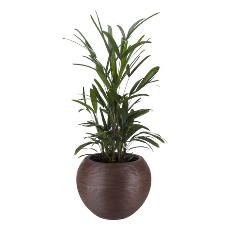 MACETERO FLORIDIS FLORENCIA CAFÉ 24CM CON PLATO-2