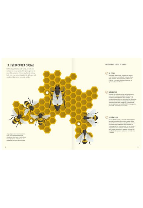 El mundo de las abejas-2