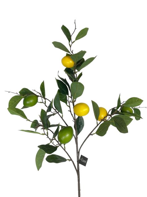 Rama De Limon 95cm-1