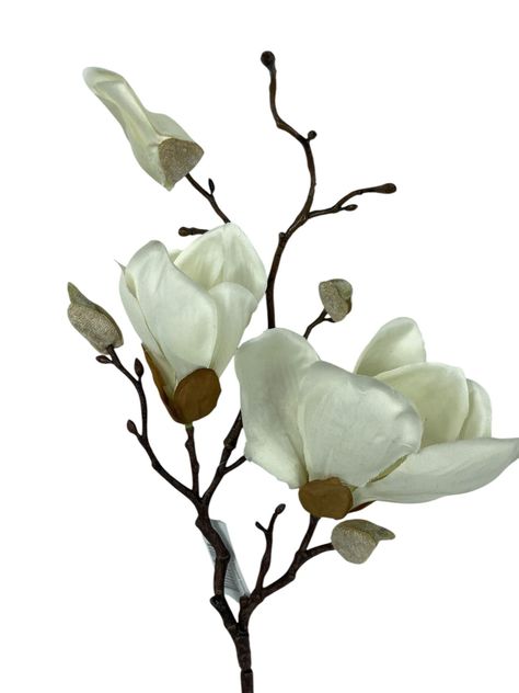 Magnolia Blanca 50cm-1