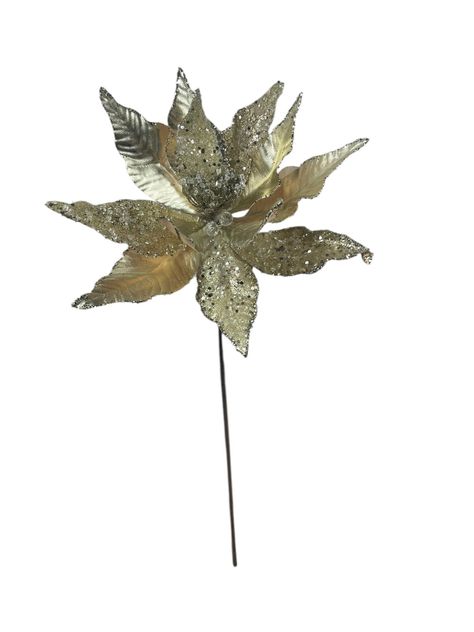 Poinsettia Champagne 30cm-0