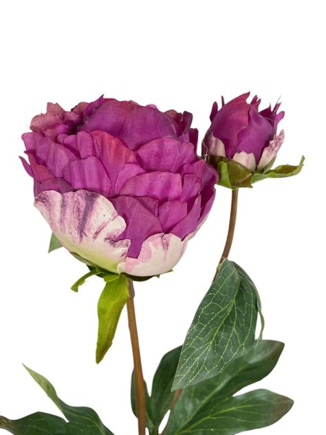 Peonia Cerrada Fucsia 57cm-2