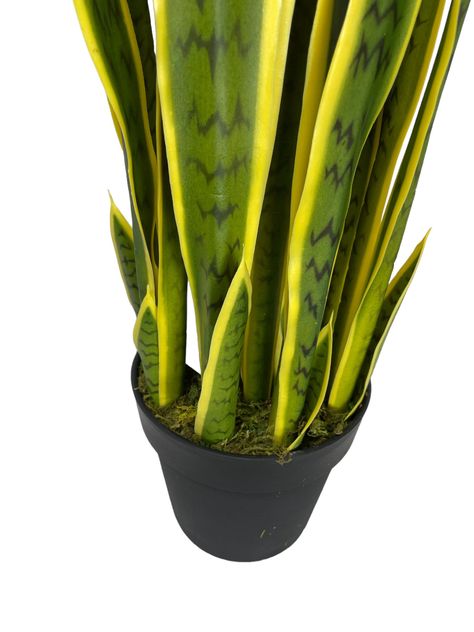 PLANTA DECORATIVA COREL SANSEVIERA VERDE - AMARILLA 90CM-1