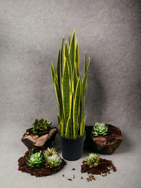 PLANTA DECORATIVA COREL SANSEVIERA VERDE - AMARILLA 90CM-3