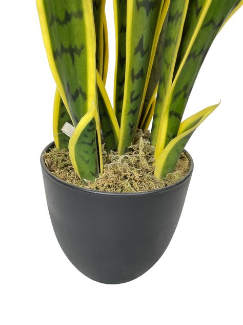 PLANTA DECORATIVA COREL SANSEVIERA VERDE - AMARILLA 60CM-2