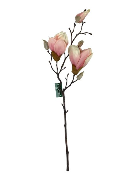 Magnolia Rosada 50cm-0