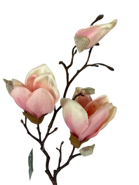 Magnolia Rosada 50cm-1