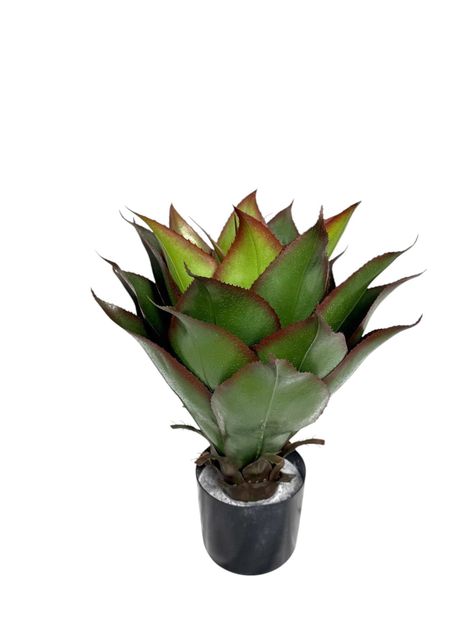 Agave de 56cm con UV-0