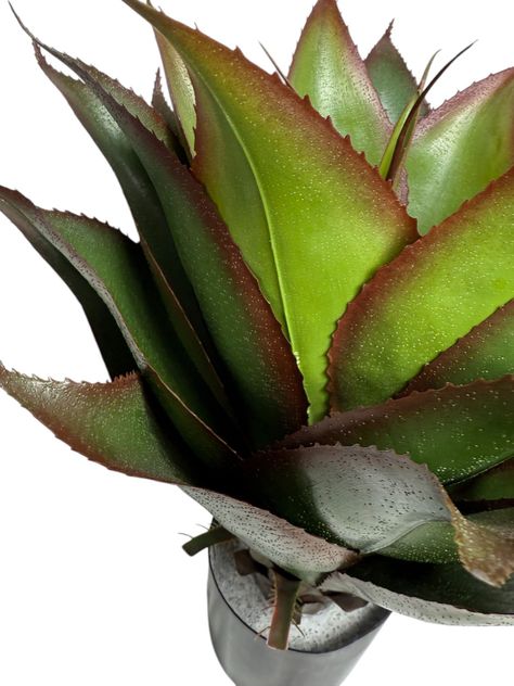 Agave de 56cm con UV-2