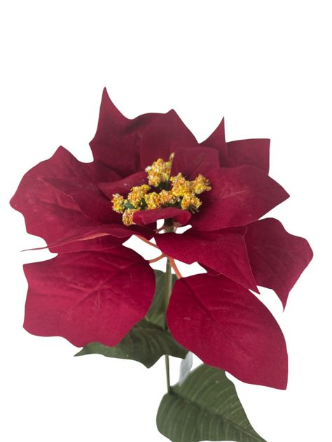 Poinsettia Roja 75cm-1