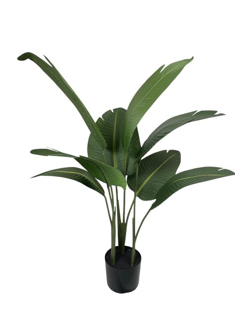 Ave Del Paraiso (Strelitzia) 90cm-0